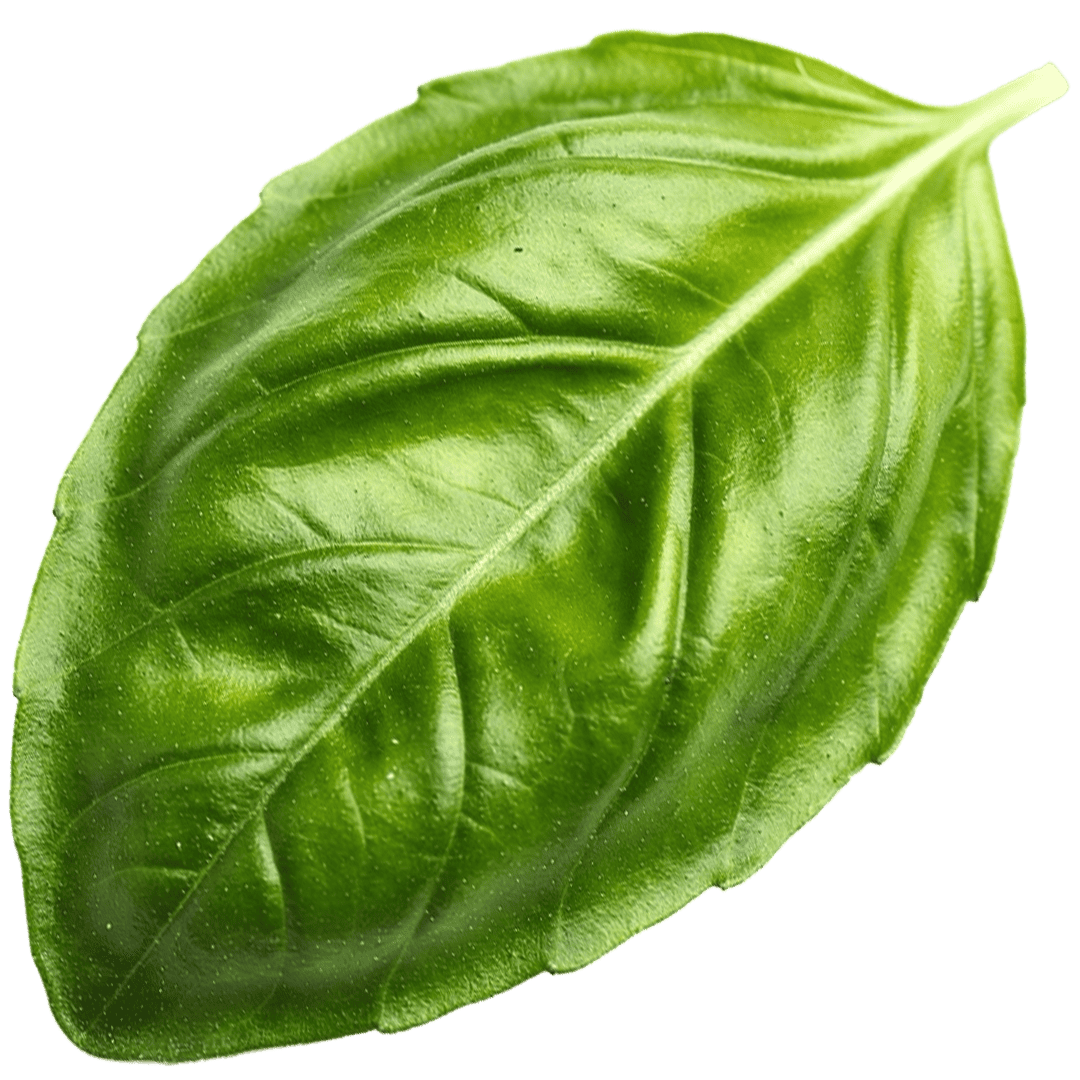 albahaca